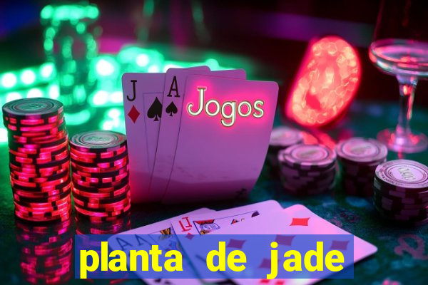 planta de jade significado espiritual